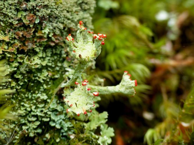 Cladonia digitata © Morvan Debroize