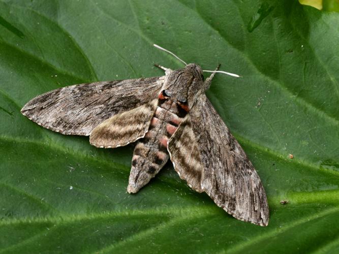 Sphinx du liseron (Agrius convolvuli) © Marie-Ange Piet