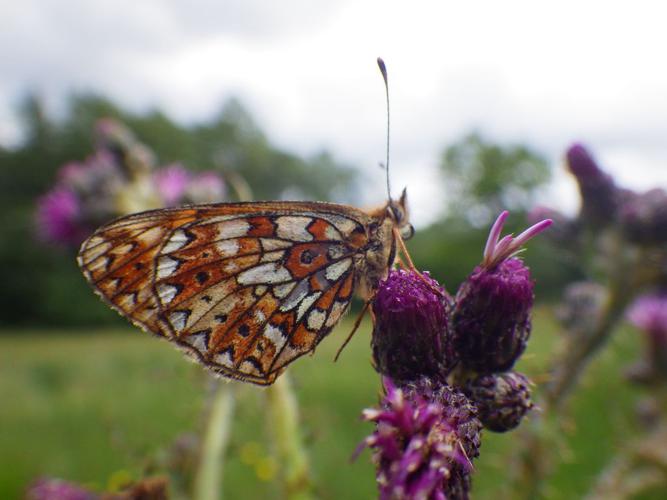 Petit collier argenté (Boloria selene) © Rémi Jardin