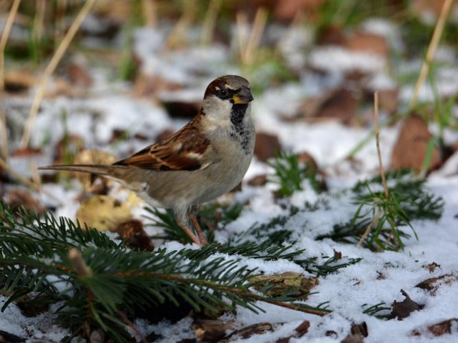 Moineau domestique (Passer domesticus), mâle © Christina Bot