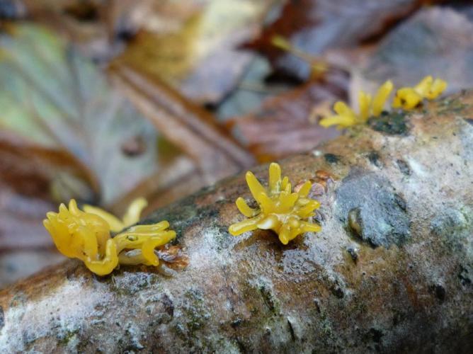 Calocère petite-corne (Calocera cornea) © Abbaye de la Trappe