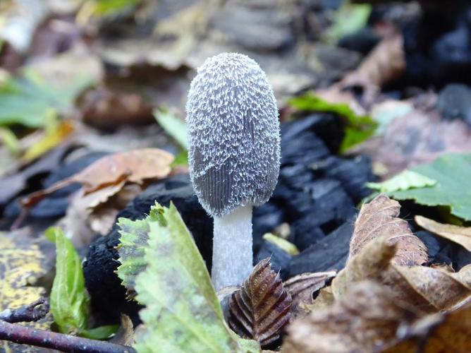 Coprin laineux des charbonnières (Coprinopsis jonesii) © Abbaye de la Trappe