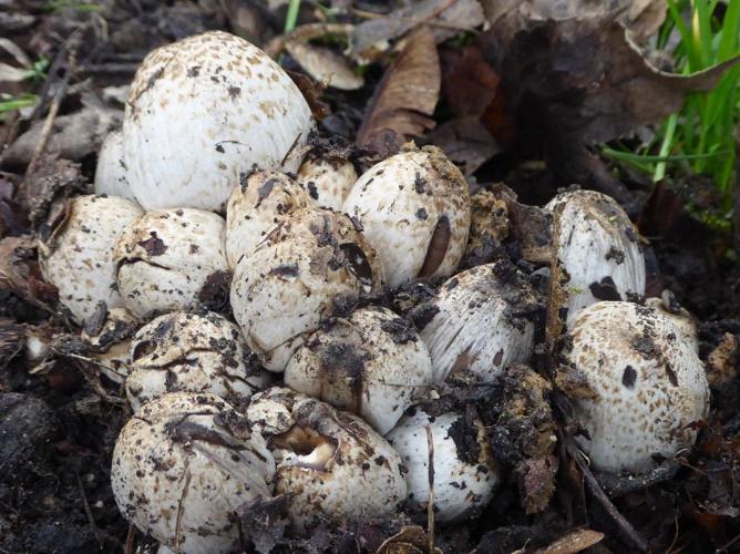 Coprin squamuleux (Coprinopsis romagnesiana) © Abbaye de la Trappe