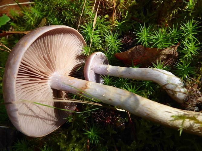 Cortinarius lepidopus © Abbaye de la Trappe