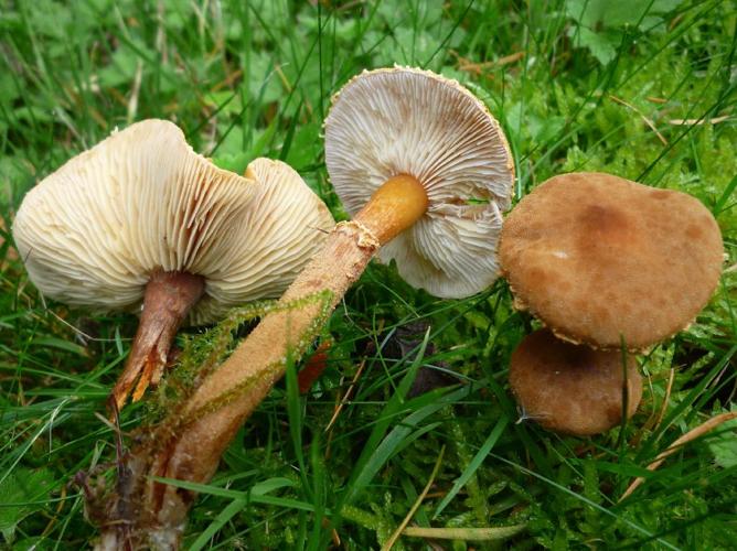 Cystoderma jasonis © Abbaye de la Trappe