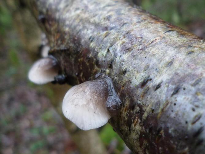 Hohenbuehelia fluxilis © Abbaye de la Trappe