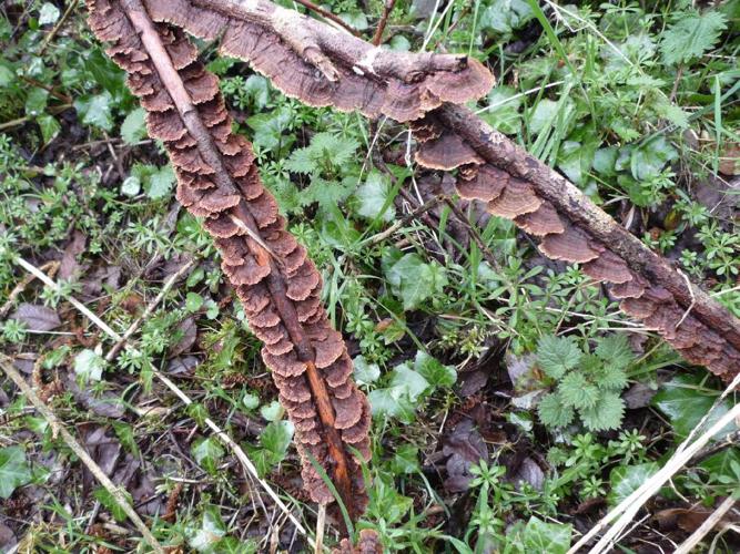 Hymenochaete tabacina © Abbaye de la Trappe