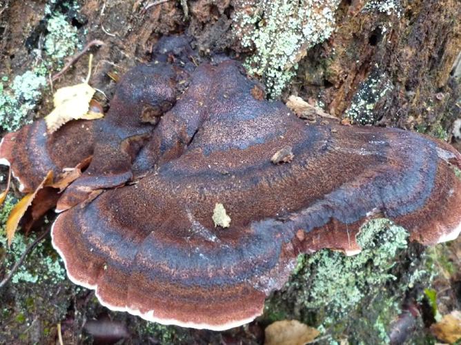 Ischnoderma benzoinum © Abbaye de la Trappe