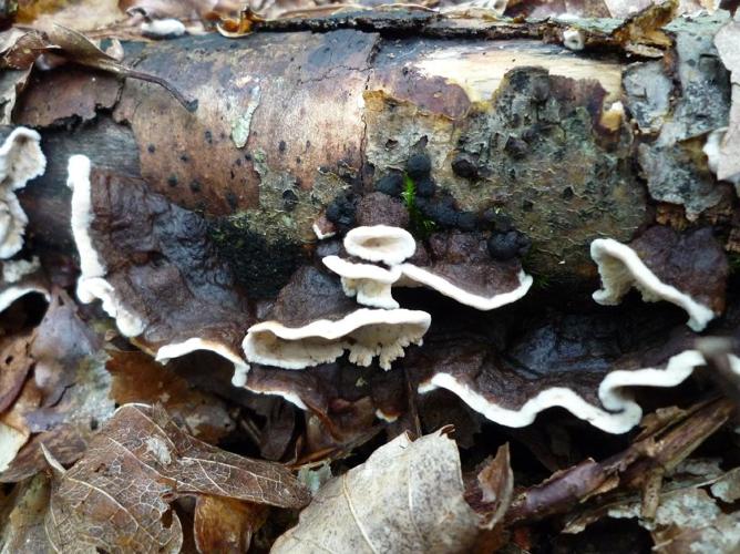 Laxitextum bicolor © Abbaye de la Trappe