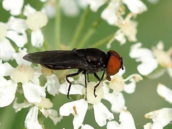 Chrysogaster solstitialis © Sylvain Montagner