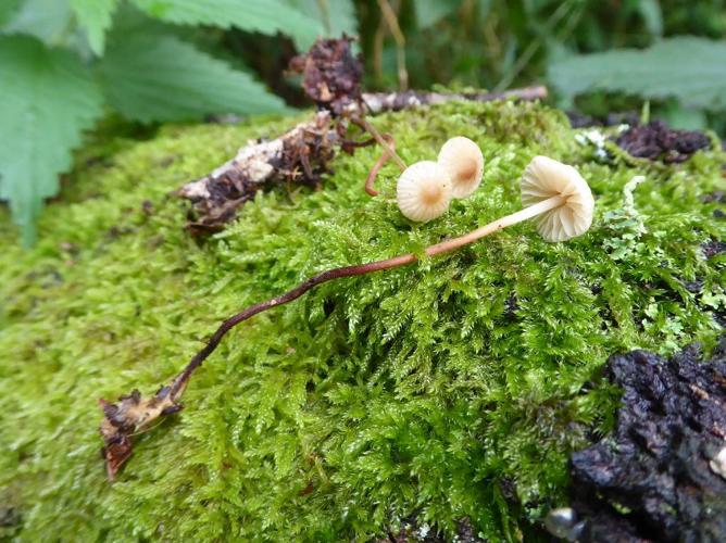 Marasmius torquescens © Abbaye de la Trappe