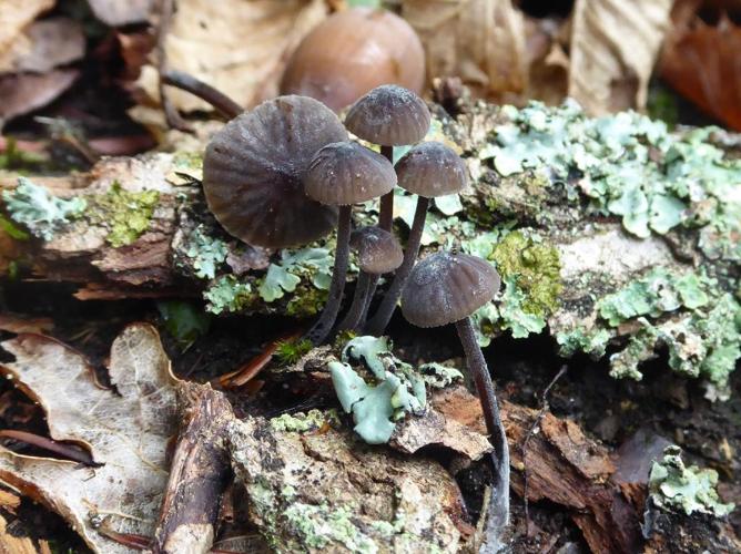 Mycena leucogala © Abbaye de la Trappe