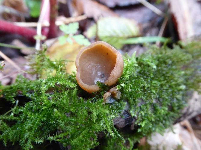 Paragalactinia michelii © Abbaye de la Trappe