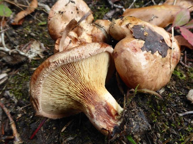 Paxillus ammoniavirescens © Abbaye de la Trappe