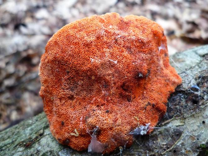 Tramète cinabre (Pycnoporus cinnabarinus) © Abbaye de la Trappe