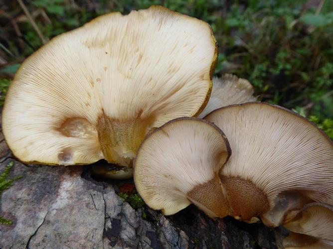 Sarcomyxa serotina © Abbaye de la Trappe