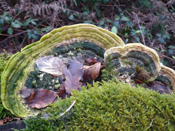 Tramète bossue (Trametes gibbosa) © Abbaye de la Trappe