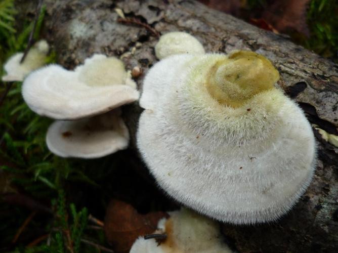 Tramète hirsute (Trametes hirsuta) © Abbaye de la Trappe