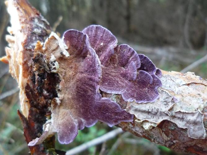 Tramète lilas (Trichaptum abietinum) © Abbaye de la Trappe