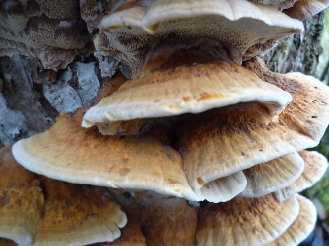 Polypore radié (Xanthoporia radiata) © Abbaye de la Trappe