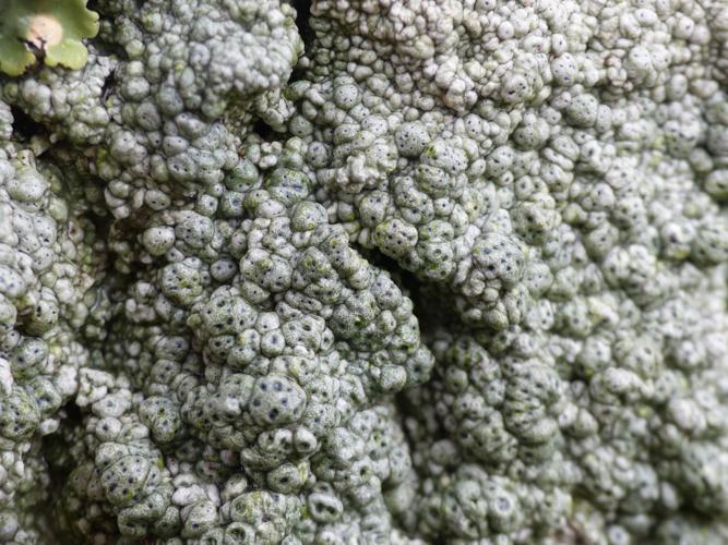 Pertusaria pertusa © Morvan Debroize