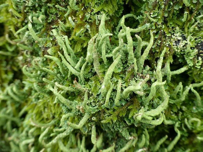 Cladonia coniocraea © Morvan Debroize