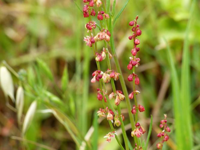 Petite oseille (Rumex acetosella) © Morvan Debroize