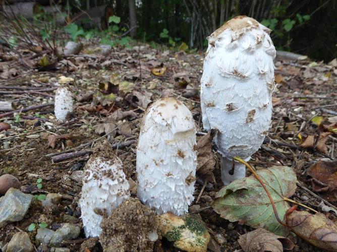 Coprin chevelu (Coprinus comatus) © Abbaye de la Trappe