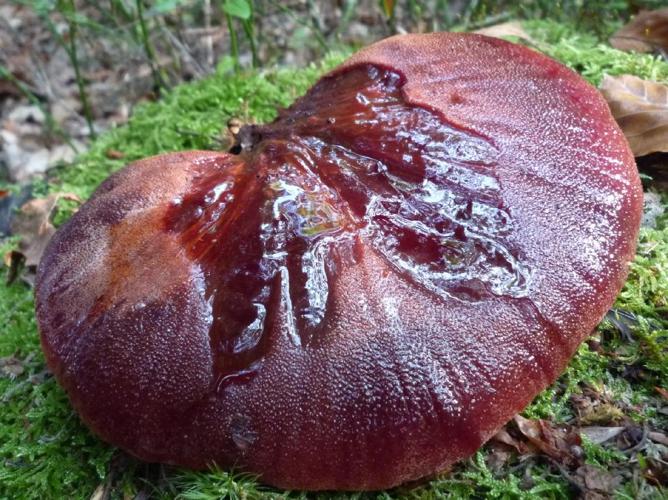 Langue-de-boeuf (Fistulina hepatica) © Abbaye de la Trappe