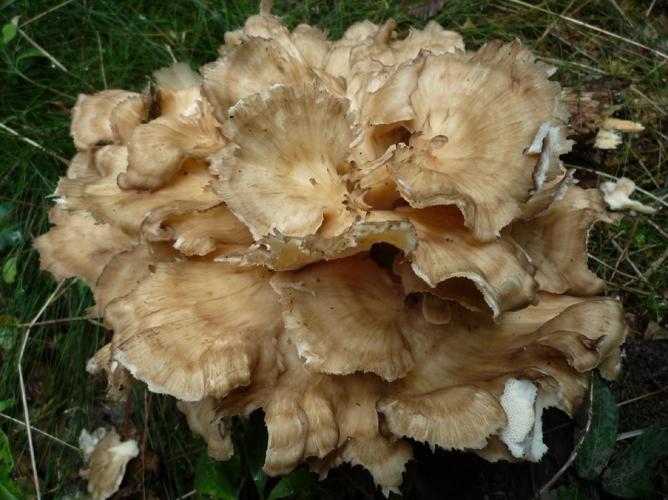 Polypore en touffes (Grifola frondosa) © Abbaye de la Trappe