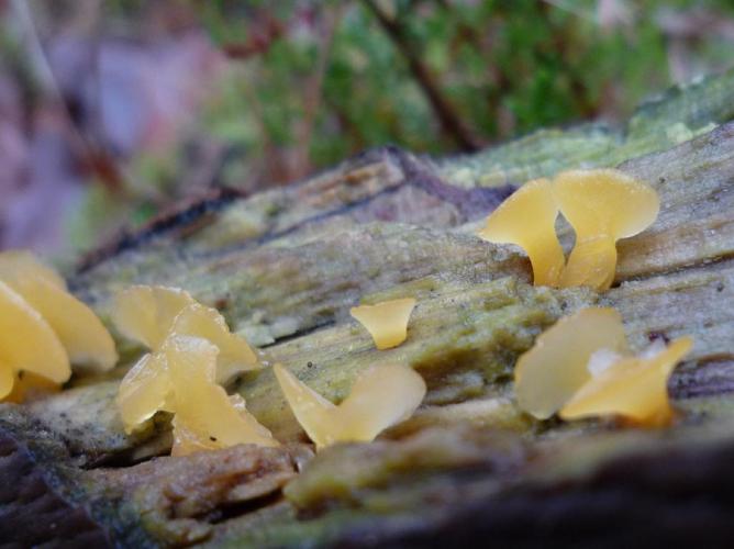 Guepiniopsis buccina © Abbaye de la Trappe