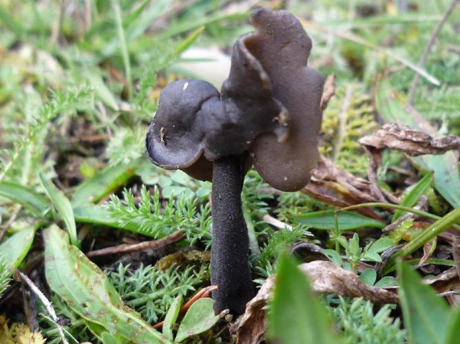 Helvella atra © Abbaye de la Trappe