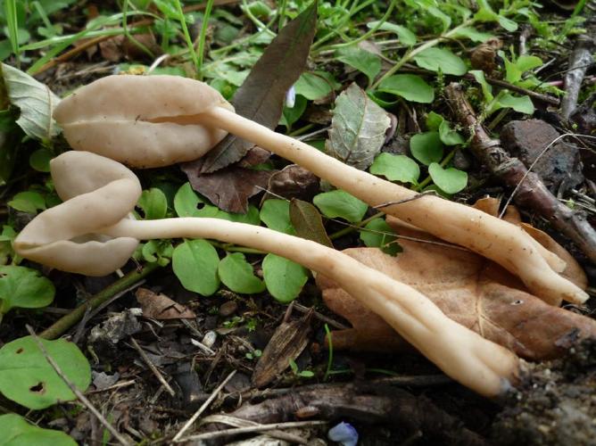 Helvelle élastique (Helvella elastica) © Abbaye de la Trappe