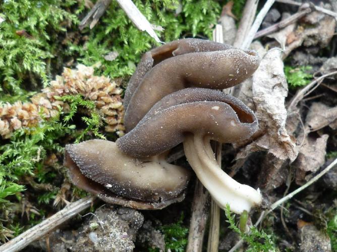 Helvelle solitaire (Helvella solitaria) © Abbaye de la Trappe