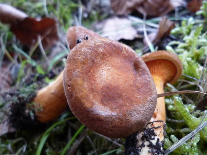 Hygrophoropsis aurantiaca var. rufa © Abbaye de la Trappe