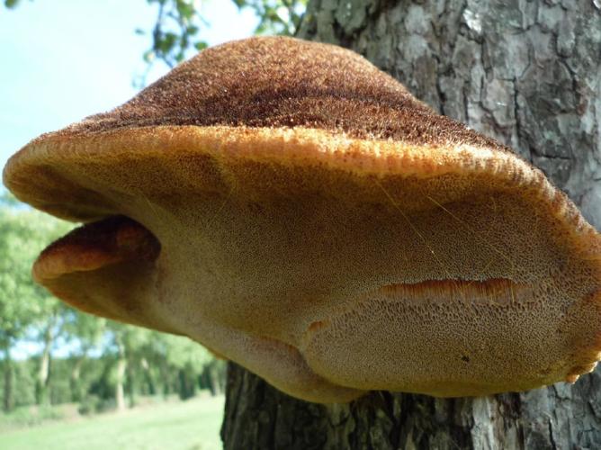 Polypore herissé (Inonotus hispidus) © Abbaye de la Trappe