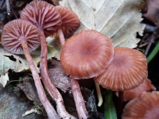 Laccaria affinis © Abbaye de la Trappe