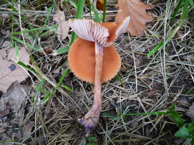 Laccaire bicolore (Laccaria bicolor) © Abbaye de la Trappe