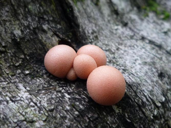 Lait de loup (Lycogala epidendrum) © Abbaye de la Trappe