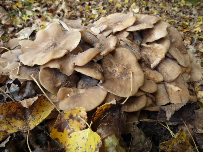 Tricholome agrégé (Lyophyllum decastes) © Abbaye de la Trappe