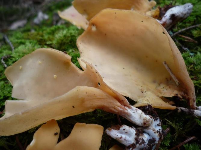 Oreille de lièvre (Otidea onotica) © Abbaye de la Trappe