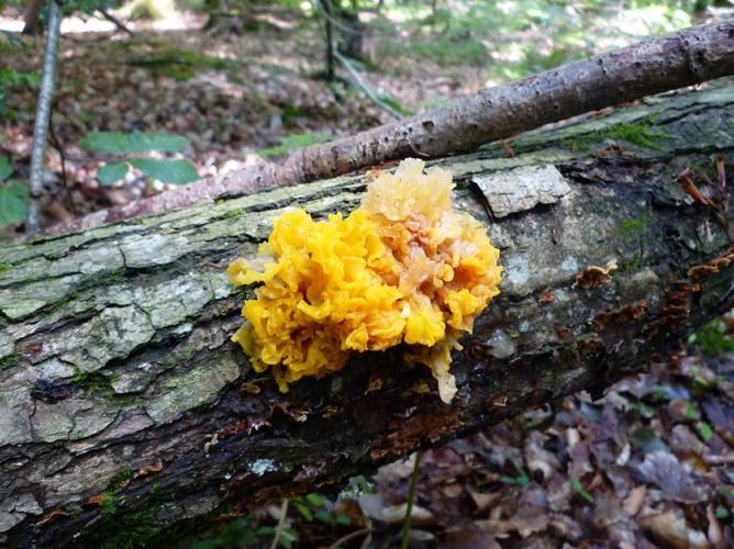 Tremella aurantia © Abbaye de la Trappe