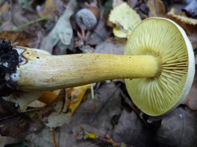 Tricholome soufré (Tricholoma sulfureum) © Abbaye de la Trappe