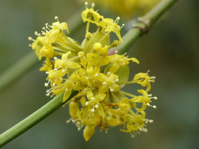 Cornouiller mâle (Cornus mas) © Morvan Debroize