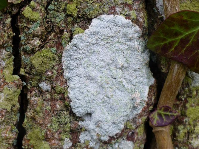 Varicellaria hemisphaerica (= Pertusaria hemisphaerica) © Morvan Debroize