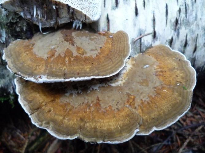 Tramète rougissante (Daedaleopsis confragosa) © Abbaye de la Trappe