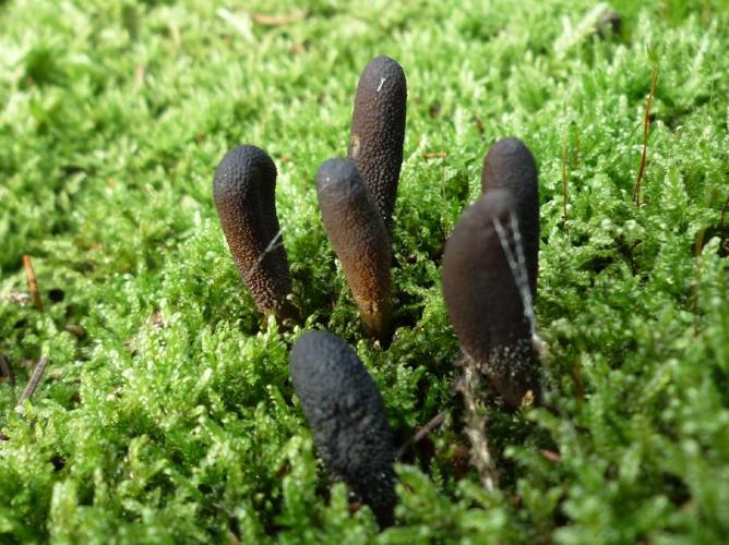 Elaphocordyceps ophioglossoides © Abbaye de la Trappe