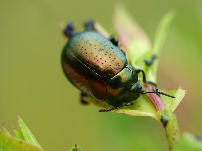 Chrysomèle perforée (Chrysolina hyperici) © Morvan Debroize