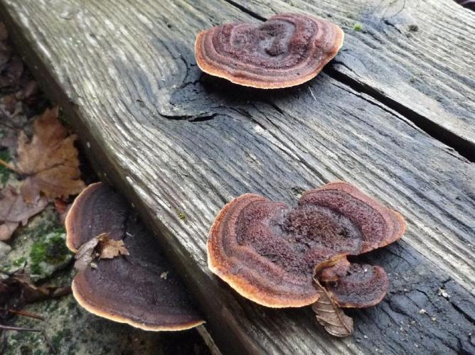 Lenzite des clôtures (Gloeophyllum sepiarium) © Abbaye de la Trappe