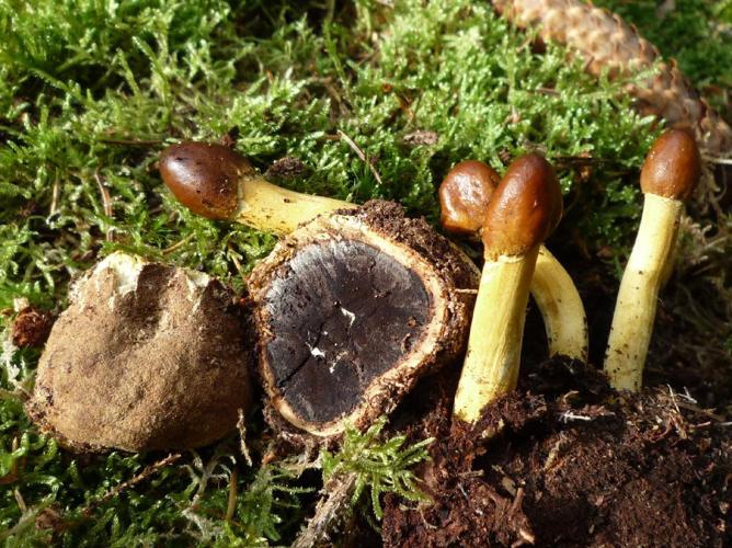 Tolypocladium capitatum © Abbaye de la Trappe